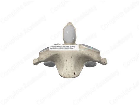 Superior Articular Facets of Axis | Complete Anatomy