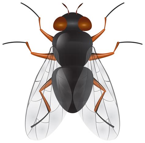 fly clipart png 10 free Cliparts | Download images on Clipground 2025