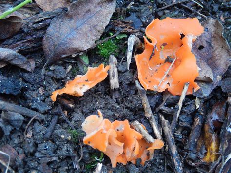 Orange Peel Fungus | ObsessedByNature