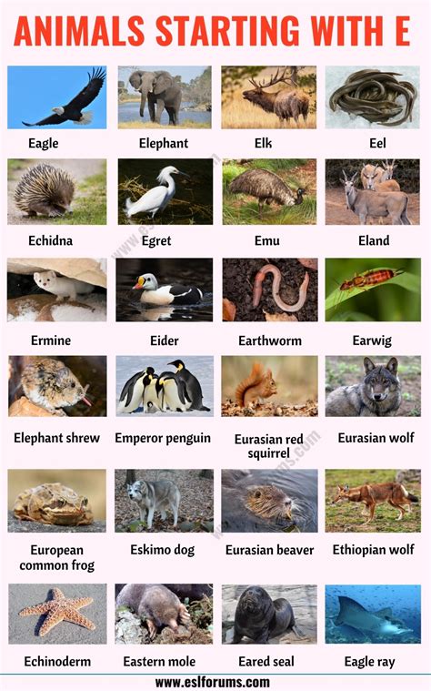 Animals Beginning With E