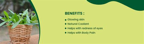 Foodherbs Gudrisag Powder 200 GMS / Garundi / Honagonne / Ponnanganni ...