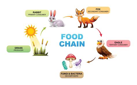 Food chain showing the relationships between a grass, rabbit, fox ...