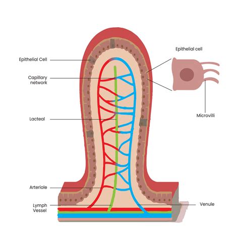 Small Intestine Diagram Villi