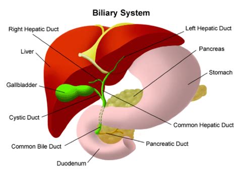 Image result for Normal Gallbladder Function
