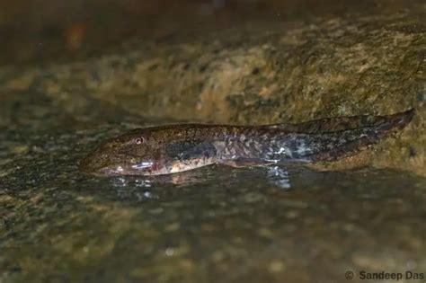 Meet 'Maveli' Frog Which Co-Existed With Dinosaurs, It Could Become ...