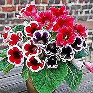 PLANTOGALLERY Gloxinia Tuberous Double Imported Big Size Multicolour ...