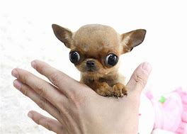 Image result for Micro Teacup Long Haired Chihuahua