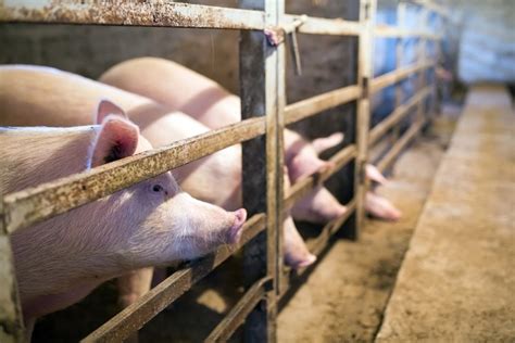 Image result for Computer Network Monitor Pork