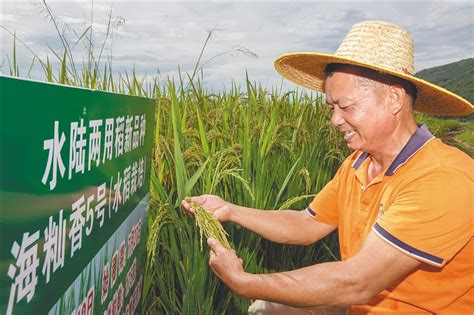 海南日报数字报-试验田里稻种上新 种粮大户跃跃欲试