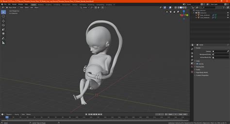 Second Trimester Human Fetus 16 Weeks 3D | 3D Molier International