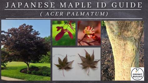 Image result for Maple Tree Identification Guide