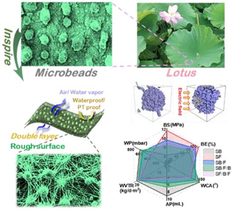 莲叶 的图像结果