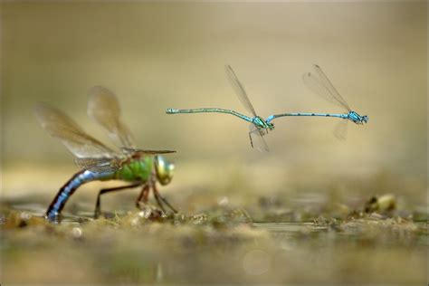 Martin Pustelník - fotograf vážek a cestovatel - Bobův fotoblog
