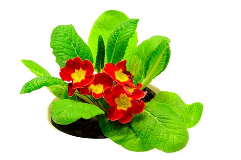 Red Flower Primrose Plant Season, Plant, Petal, Florist PNG Transparent ...
