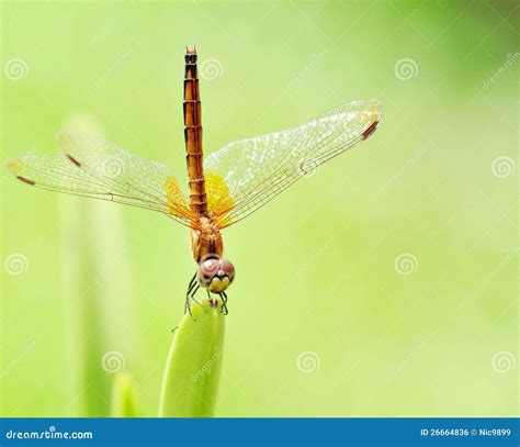 An Orange Dragonfly stock photo. Image of outdoor, fauna - 26664836
