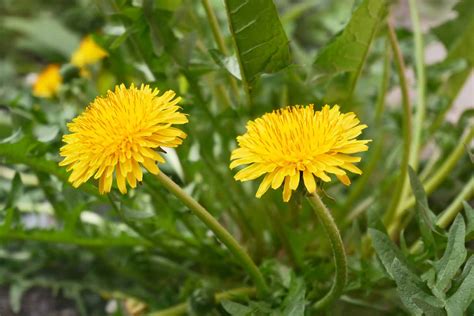 Dandelion (Diente de León) – Tadin Herb & Tea Co.