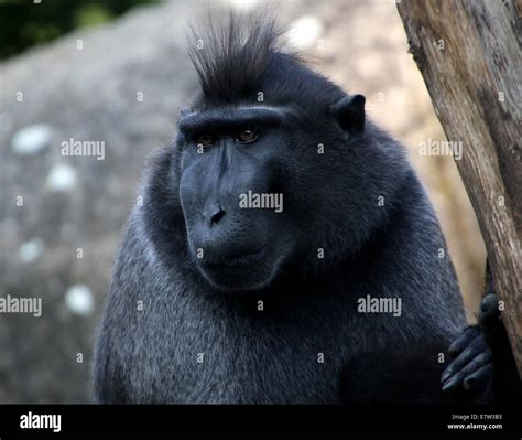 Celebes crested (black) macaque (Macaca nigra) close-up of face and ...