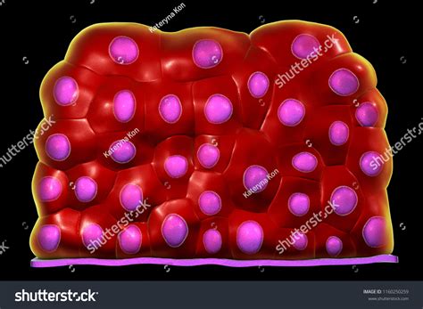 Transitional Epithelium Found Urinary Bladder Urethra Stock ...