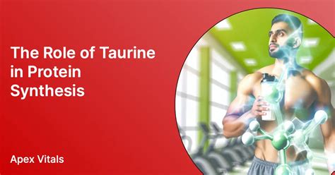 How Taurine Supports Protein Synthesis & Muscle Health – apexvitals