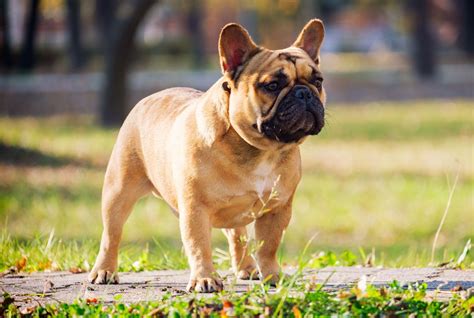 Dog - Breeds, Temperament, History | Britannica