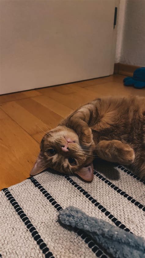 Pics of our 5 month old cat! : r/catpics