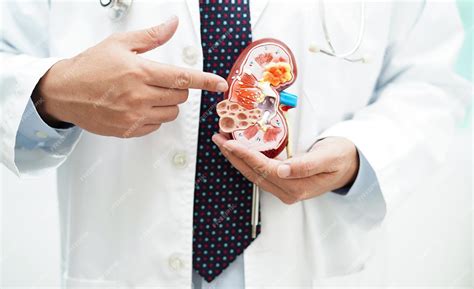Premium Photo | Chronic kidney disease doctor with model for treatment urinary system urology ...