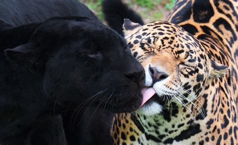 Wallpaper ID: 686085 / animal, animals, cats, wild, jaguar, puma, black, 1080P, panther free ...