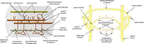 Organ systems of leech — lesson. Science State Board, Class 10.