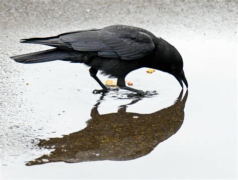 Image result for Bird Exploding Drinking Elcsta Water