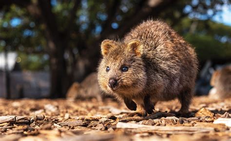 Quokka Smiling