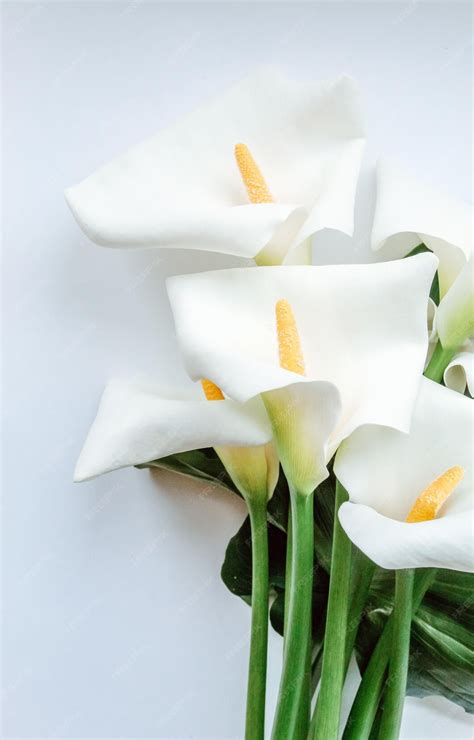 Premium Photo | Large flawless white calla lilies flowers zantedeschia ...