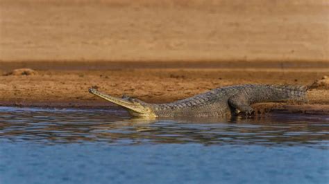 From gharials to wolves: Wildlife sanctuaries saving India’s rarest species