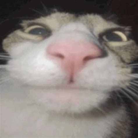 Stream goofy ahh cat theme by Night | Listen online for free on SoundCloud