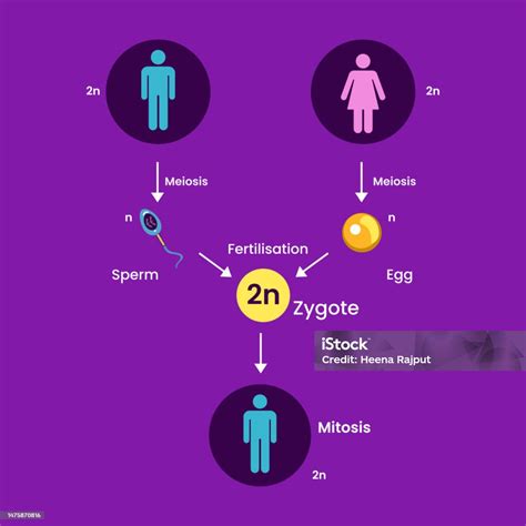 Reproduction in Humans Whole Process 的图像结果