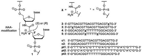 Enhanced Stability of DNA Oligonucleotides with Partially Zwitterionic ...
