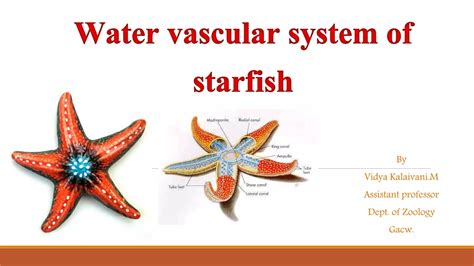 What Is Water Vascular System In Starfish at Jennifer Dermody blog