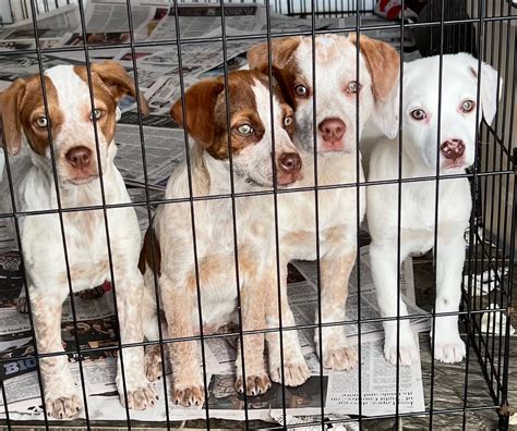 Wolf Trap Animal Rescue | The new fosters are on their way!!!! Thank ...