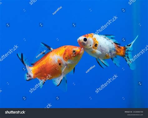 Family Shubunkin Goldfish Speckled Harlequin Goldfish Stock Photo ...