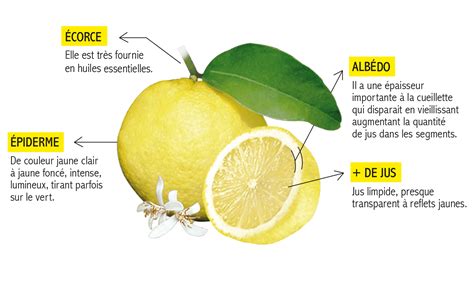 Le citron de Menton - Fête du citron®