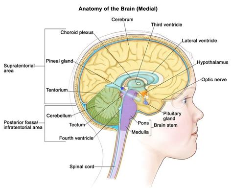 Pons : Anatomy , Location & Function - Anatomy Info