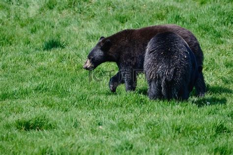 美国黑熊(美洲的熊属类) 库存照片. 图片 包括有 春天, 栖所, 生活, 国家, 敌意, 航寄, 环境 - 33964412