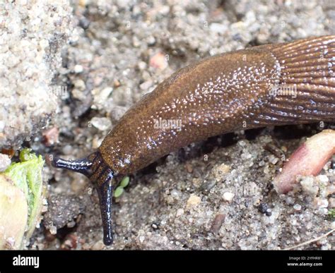 Spanish Slug (Arion vulgaris Stock Photo - Alamy