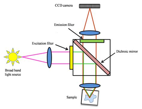 Figure 15.2 A diagram showing the optical path in an epifluorescence ...