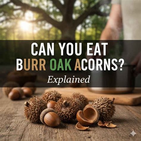 Can You Eat Burr Oak Acorns? Explained