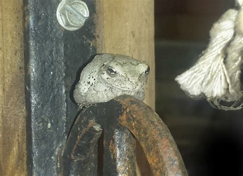 Image result for Common Gray Tree Frog