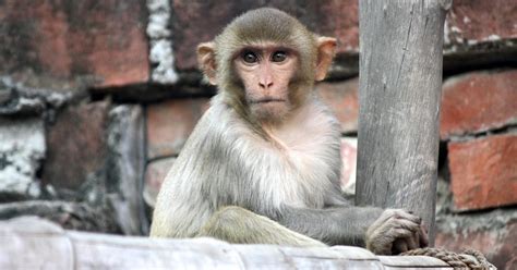 Science Lab Monkey 的图像结果