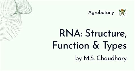 RNA: Structure, Function & Types PPT