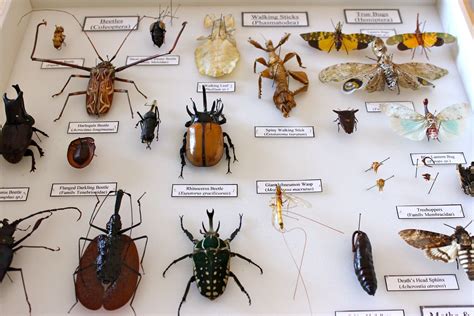 4-H Virtual Insect Collection 的图像结果