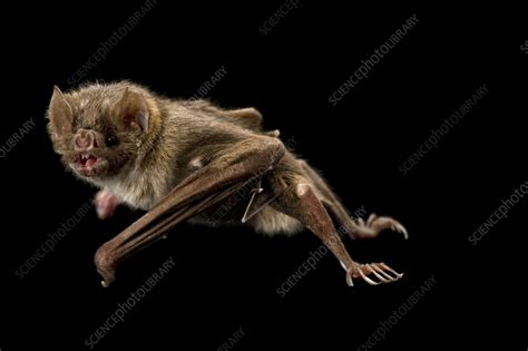 Image result for Common Vampire Bat