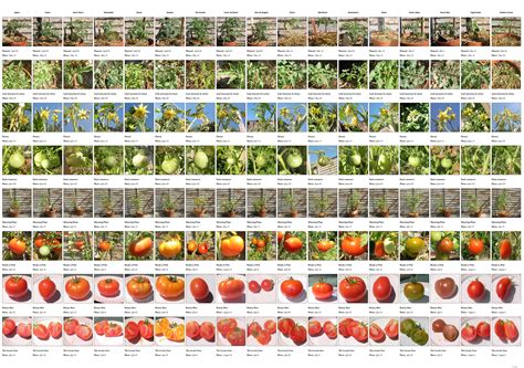 Exploding Tomato Experiment 的图像结果